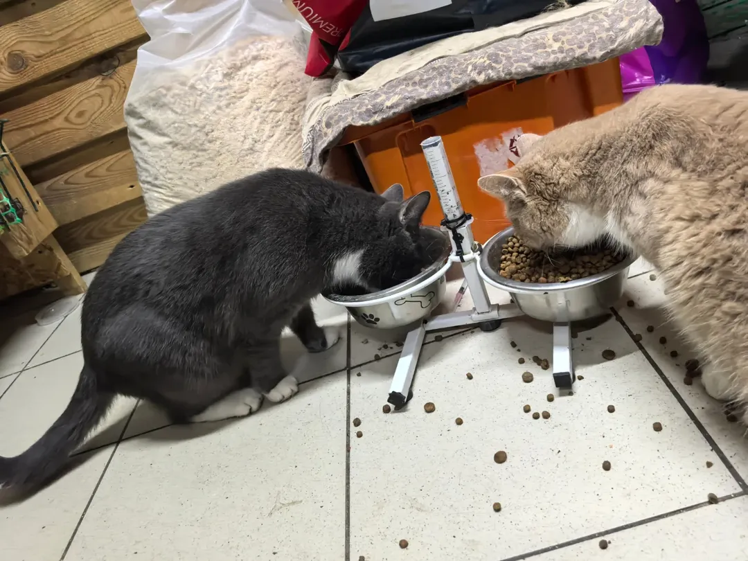 SnapInsta.to_602036906_18150385957441030_2583972784027477981_n