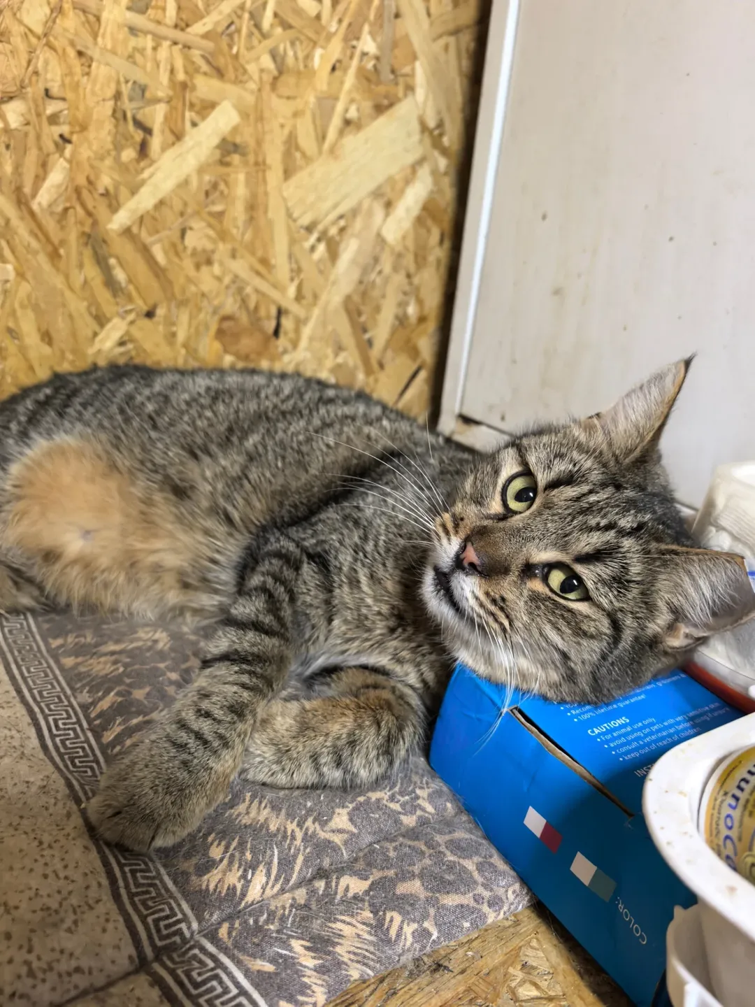 SnapInsta.to_602860838_18150385987441030_5668472863851035723_n