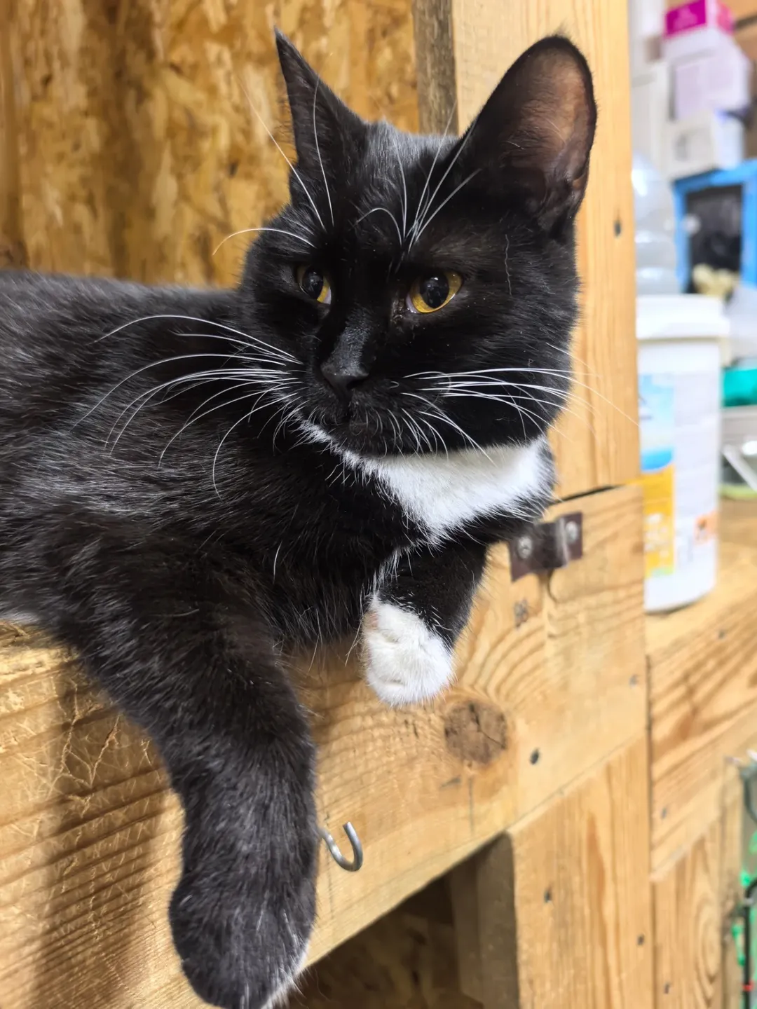 SnapInsta.to_602961307_18150385867441030_4551986822812996142_n